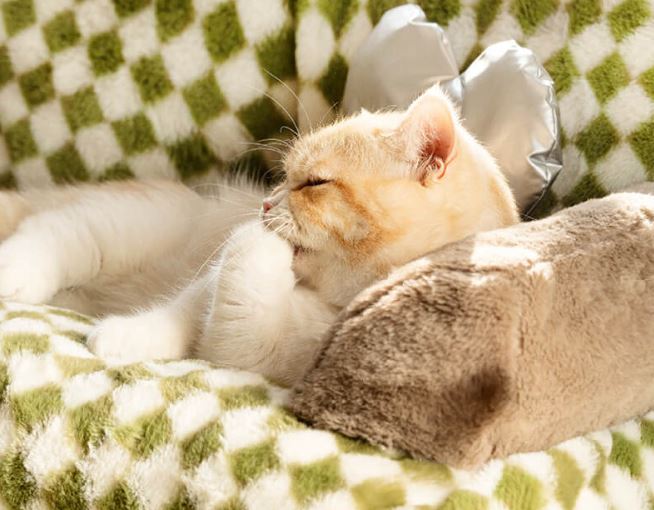 Cama Para Perro Ortopédica Acolchada Con Funda Removible