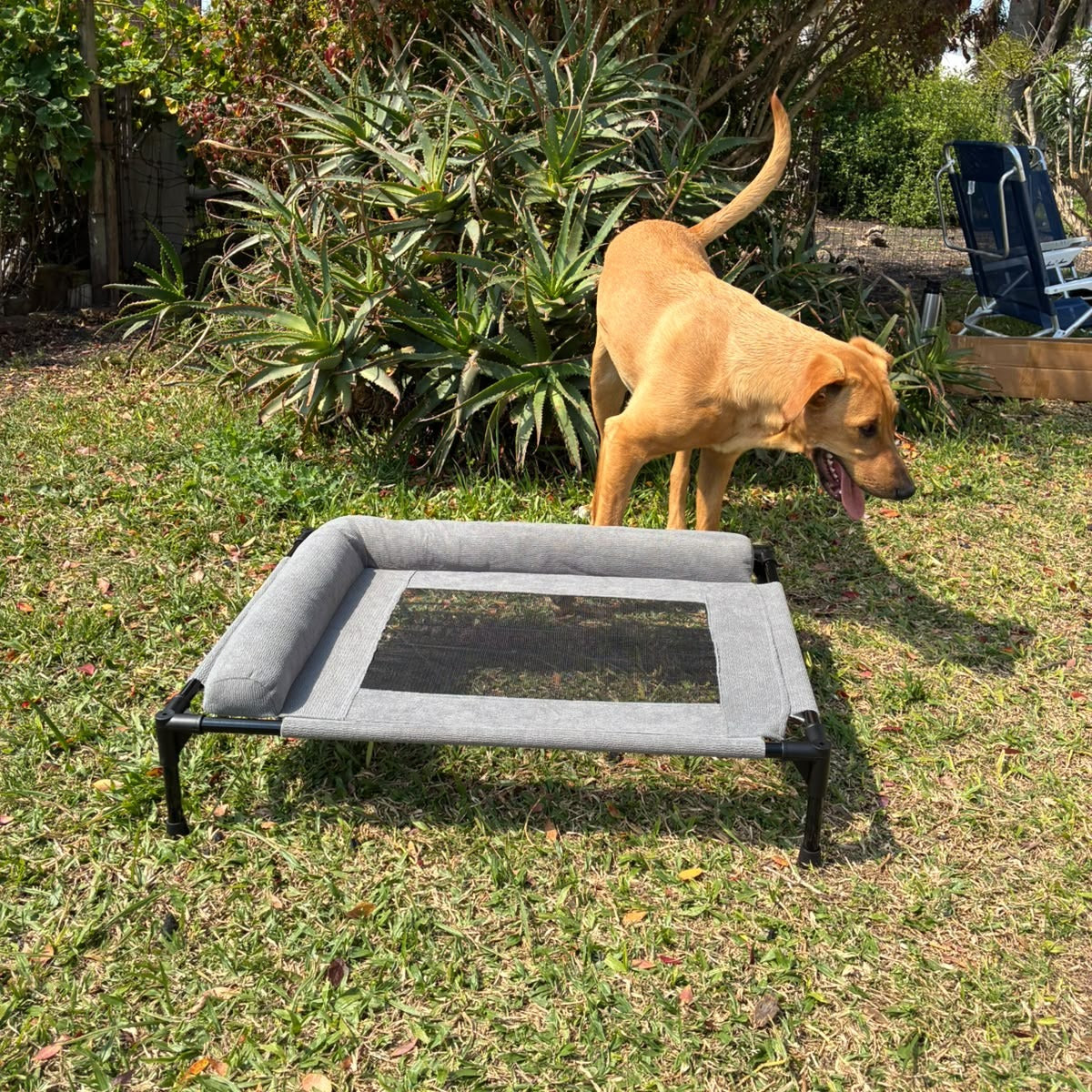 Cama Elevada para Perros y Gatos con Almohadón
