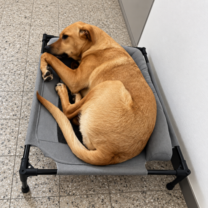 Cama Elevada para Perros y Gatos con Almohadón
